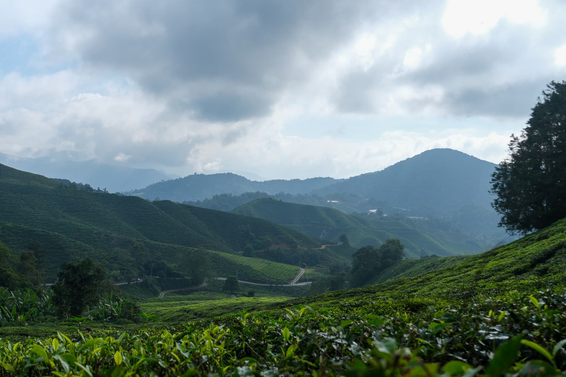 Tea plantation